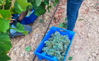 Les vendanges ont commencé avec le cépage Albarino