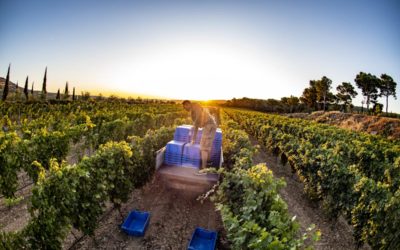 Vendanges 2019 en Terroir de Corbières